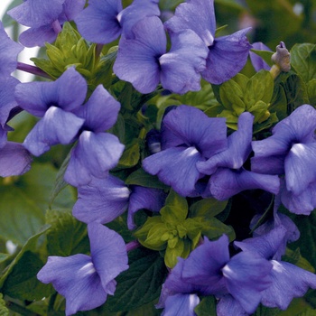 Otacanthus caeruleus 'Peek-A-Blue®'