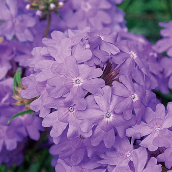 Verbena Superbena® Large Lilac Blue