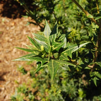 Osmanthus heterophyllus (ilicifolius) 'Sasaba'