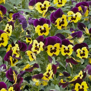 Viola x wittrockiana 'Yellow Purple' 