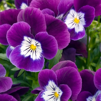 Viola 'Purple White Face' 