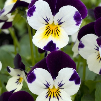 Viola cornuta 'White Jump-up' 