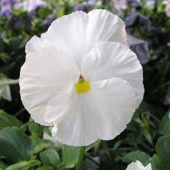 Viola x wittrockiana Crown White