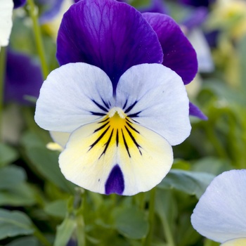 Viola cornuta 'Blue Yellow' 
