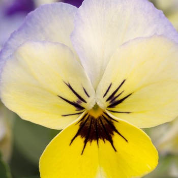 Viola cornuta 'Icebird' 