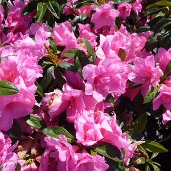 Rhododendron Rutherford hybrid 'Pink Ruffle'