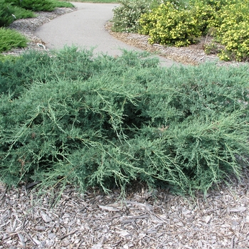 Juniperus virginiana 'Grey Owl' 