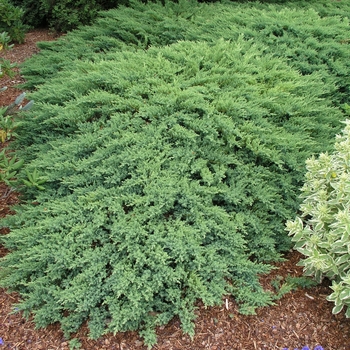 Juniperus sabina 'Monard' 
