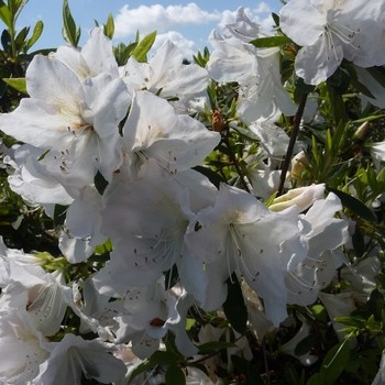 Rhododendron 'Mrs. G.G. Gerbing' 