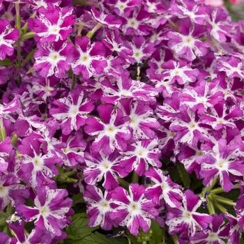 Verbena 'Sparkler Purple and White'