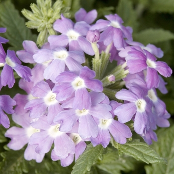 Verbena Obsession™ 'Light Blue with Eye'