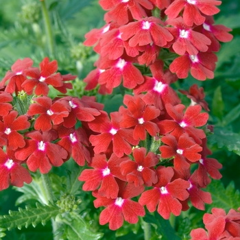 Verbena Obsession™ 'Red'