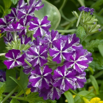Verbena Lanai® Purple Star
