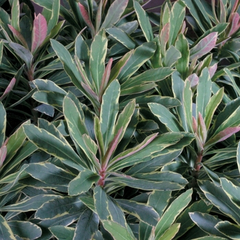 Euphorbia amygdaloides 'Helena's Blush'