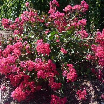Lagerstroemia indica Fleming Filligrees® 'Red Filli'
