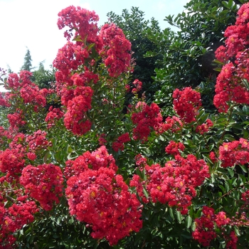 Lagerstroemia indica 'Red Rocket®'
