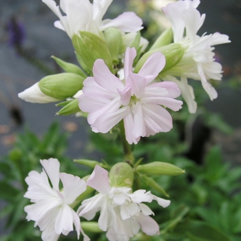 Saponaria officinalis 'Flore Pleno'