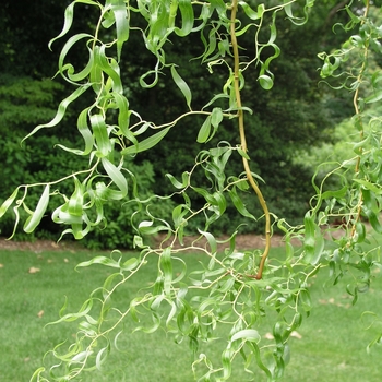 Salix matsudana 'Tortuosa' 