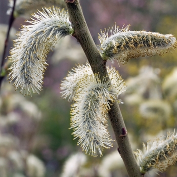 Salix chaenomeloides 