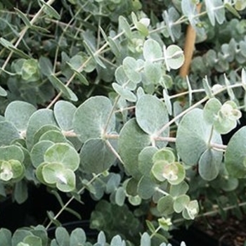 Eucalyptus pulverulenta 'Baby Blue' 