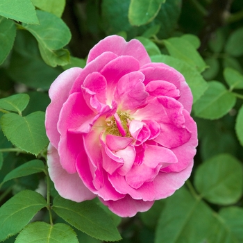 Rosa 'The Herbalist' 'Aussemi'