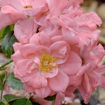 Rosa 'Santa Barbara' POUloesy