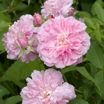 Rosa 'Marie Daly' 