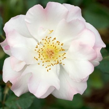 Rosa 'Lady of the Dawn' 