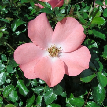 Rosa Flower Carpet® 'Coral'