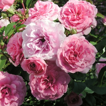 Rosa 'Coral Gables' 