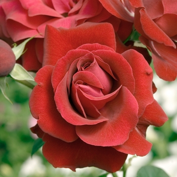 Rosa 'Black Cherry' 