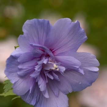 Hibiscus syriacus 'Blue Chiffon®'