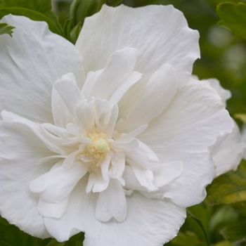 Hibiscus syriacus 'White Chiffon®'
