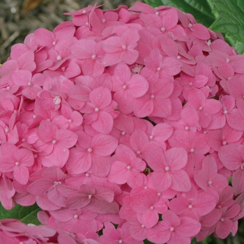 Hydrangea macrophylla 'Pink Shira™'