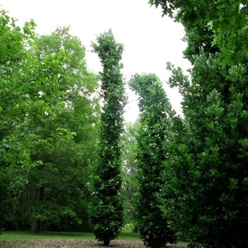 Quercus robur x bicolor 'Nadler' PP17604
