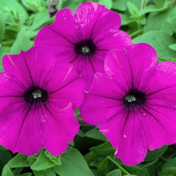 Petunia multiflora Plush™ 'Deep Purple'