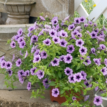 Petunia 'Littletunia™ Violet' 