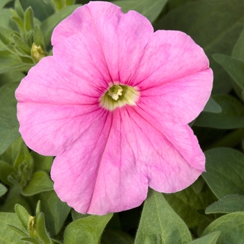 Petunia multiflora 'Pink Chiffon' 