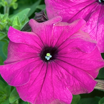Petunia 'Bravo Purple' 