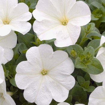 Petunia 'Avalanche White' 