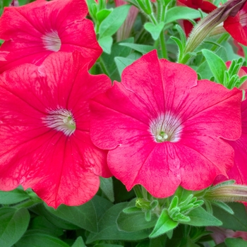 Petunia 'Avalanche Tropical Red' 