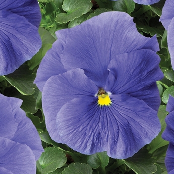 Viola x wittrockiana 'True Blue' 