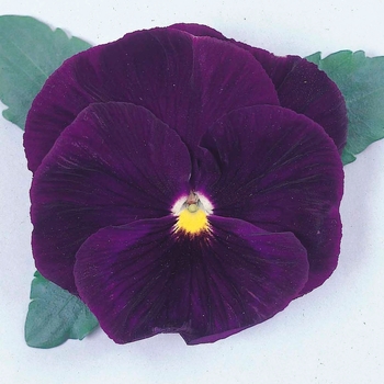 Viola x wittrockiana Majestic Giants Purple