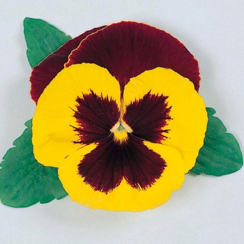 Viola x wittrockiana Majestic Giants Red & Yellow Bicolor