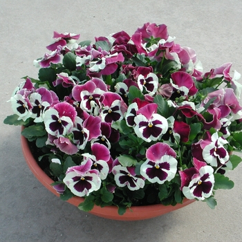Viola x wittrockiana Dynamite® Purple Rose & White