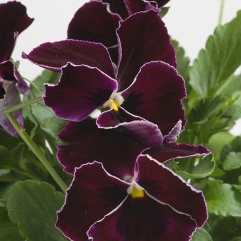 Viola x wittrockiana Ultima Purple Lace
