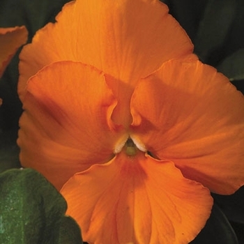 Viola x wittrockiana Ultima Deep Orange