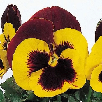 Viola x wittrockiana Maxim Red & Yellow