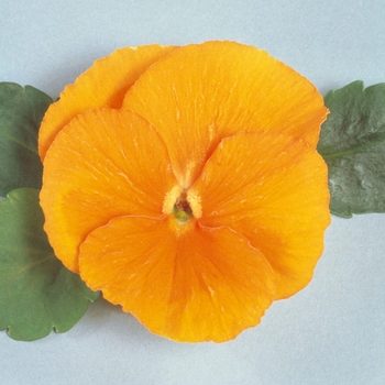 Viola x wittrockiana Crystal Bowl Orange