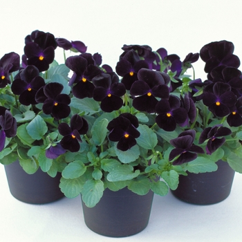 Viola cornuta Venus 'Black'
